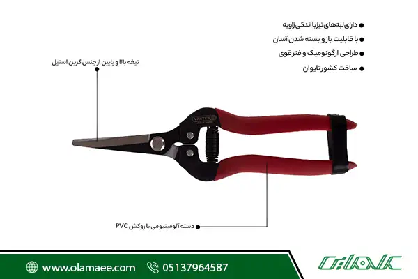 مشخصات میوه چین واستر